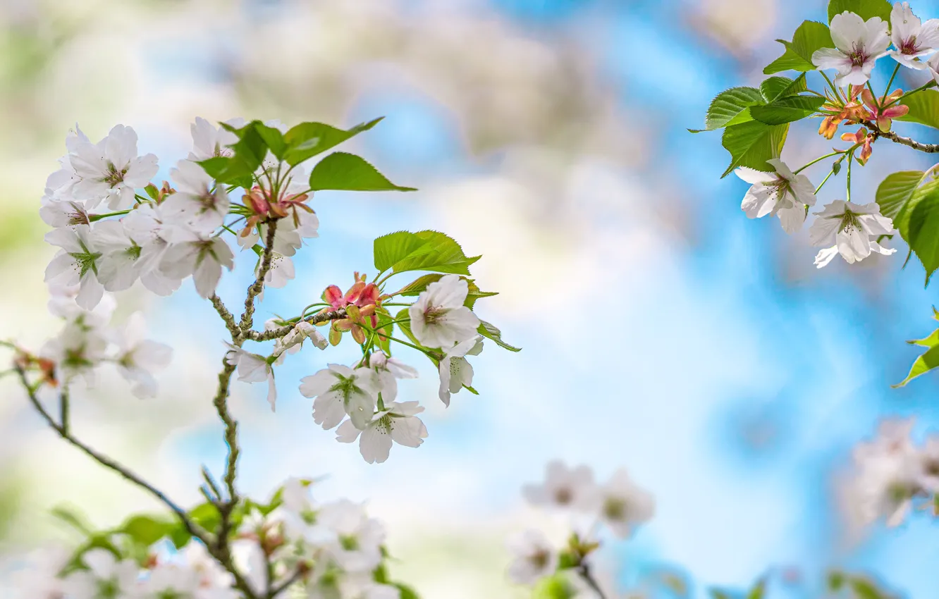 Photo wallpaper flowers, branches, spring