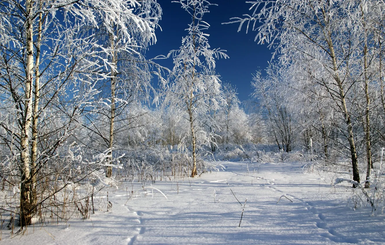 Photo wallpaper Winter, Trees, Snow, Traces, Russia, Frost, Russia, Winter