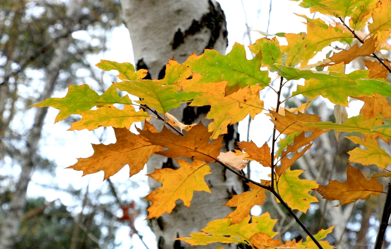 Photo wallpaper autumn, leafs, fall