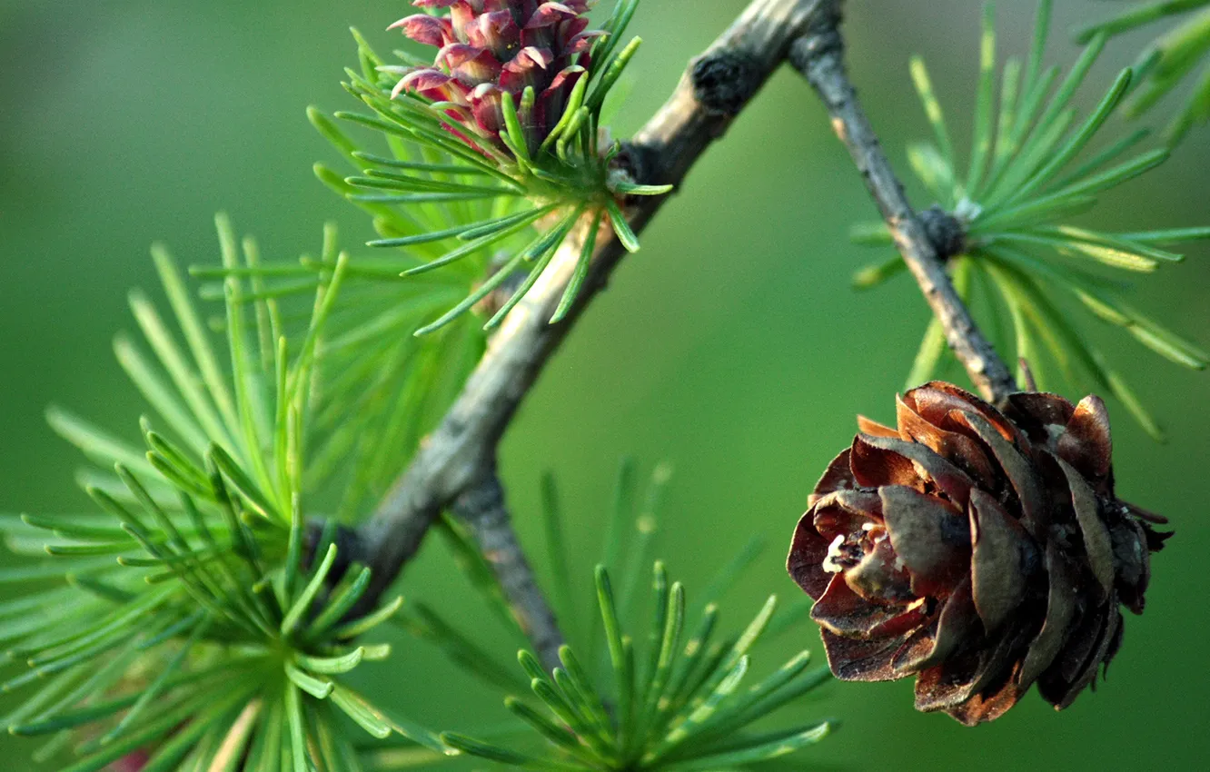 Photo wallpaper greens, trees, bumps, pine