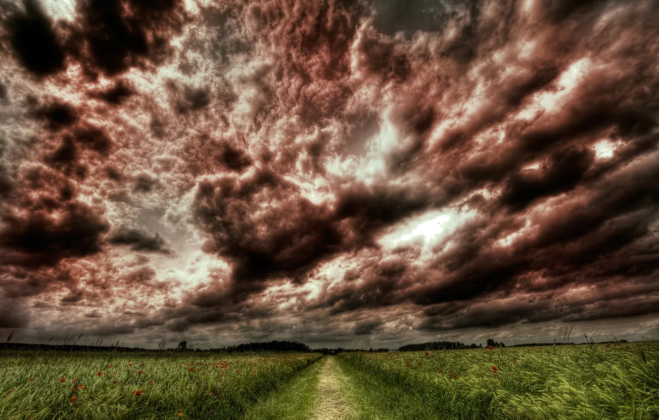 Photo wallpaper road, field, the sky, grass, trees, landscape, flowers, photo