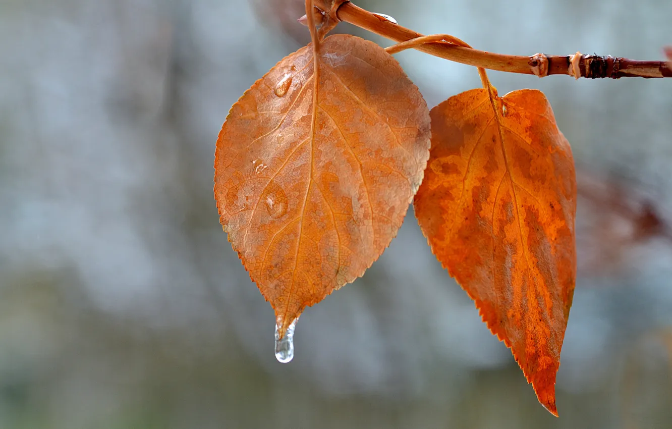 Photo wallpaper autumn, leaves, nature