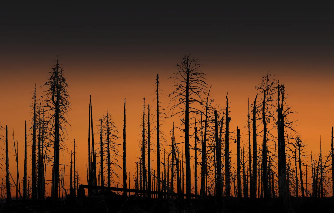 Photo wallpaper trees, night, nature