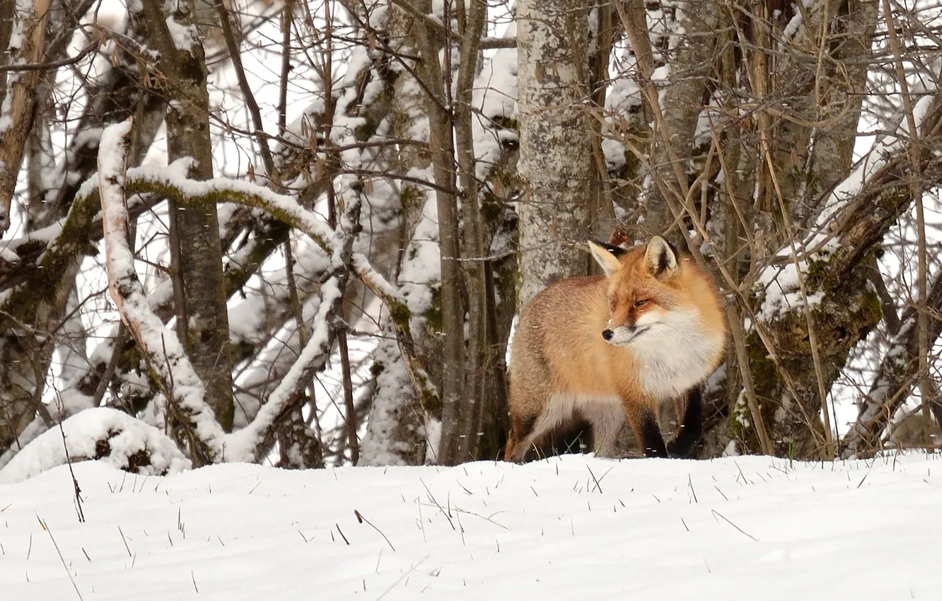 Photo wallpaper fox, trees, winter, snow, wildlife, hunting