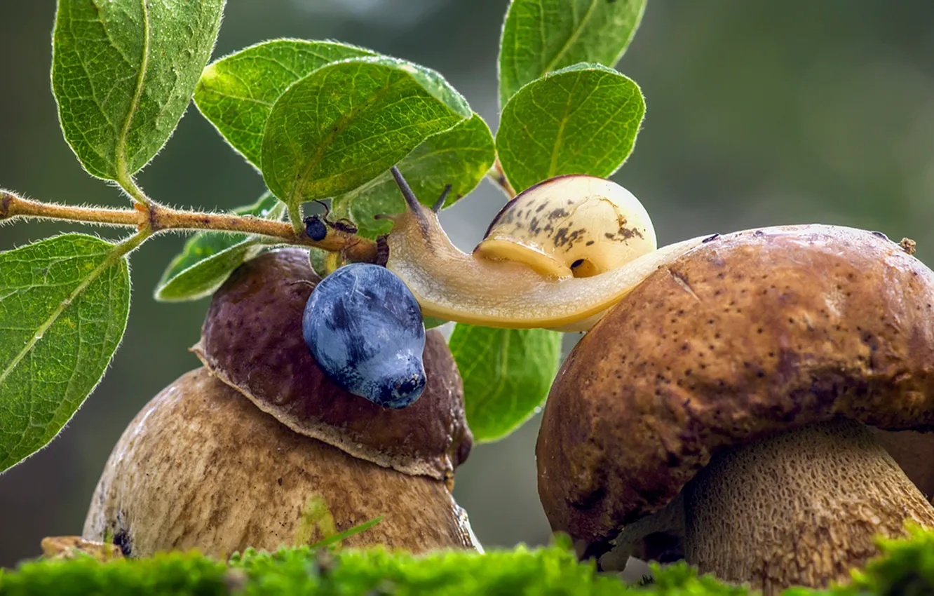 Photo wallpaper grass, macro, mushrooms, snail, berry, blueberries, mushrooms