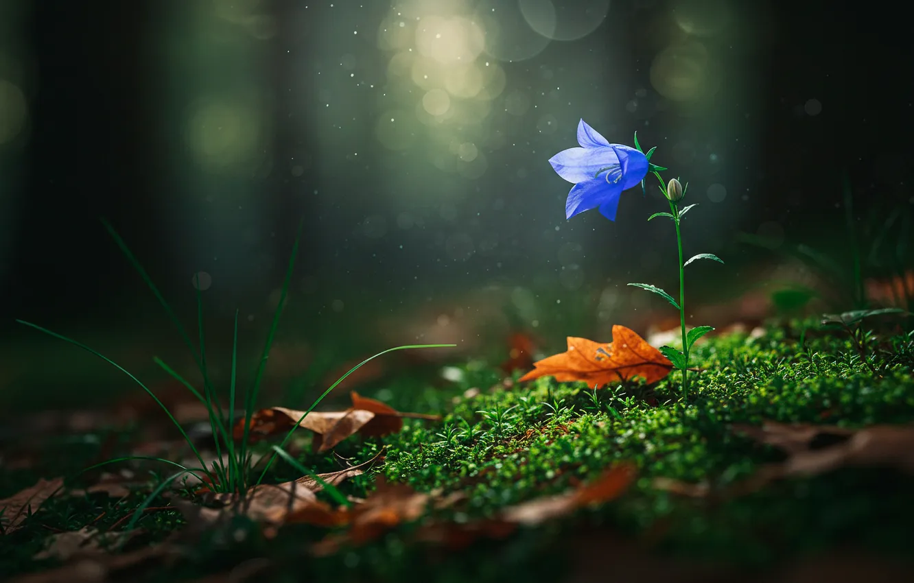 Photo wallpaper forest, leaves, rays, moss, dust, forest, bell, leaves