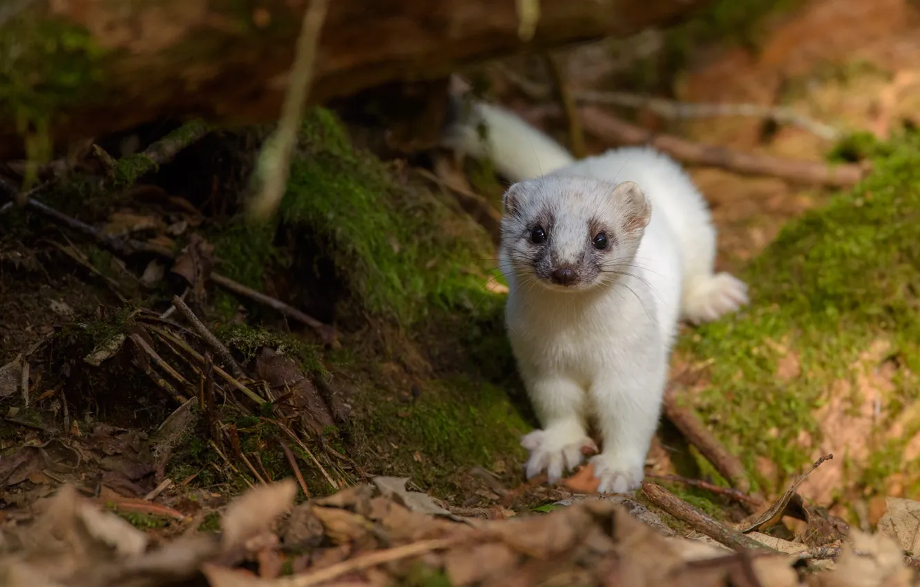 Photo wallpaper nature, moss, baby, white, animal, weasel, cub