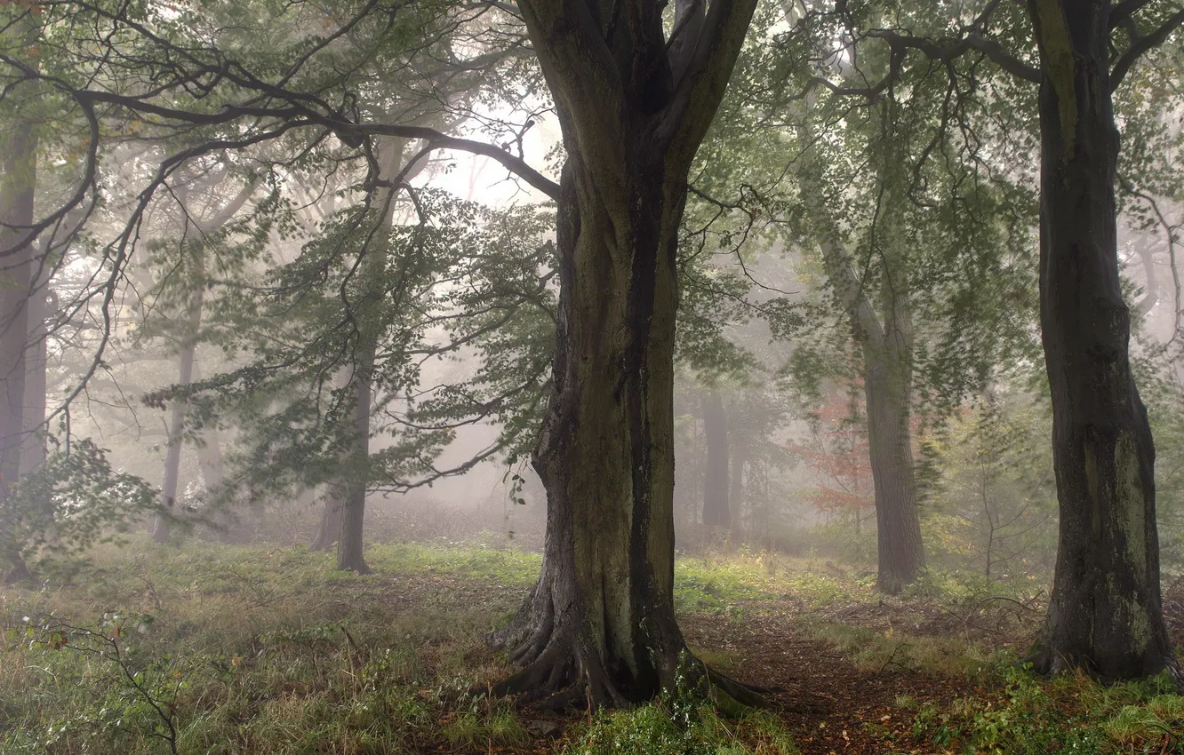 Photo wallpaper forest, trees, nature, fog