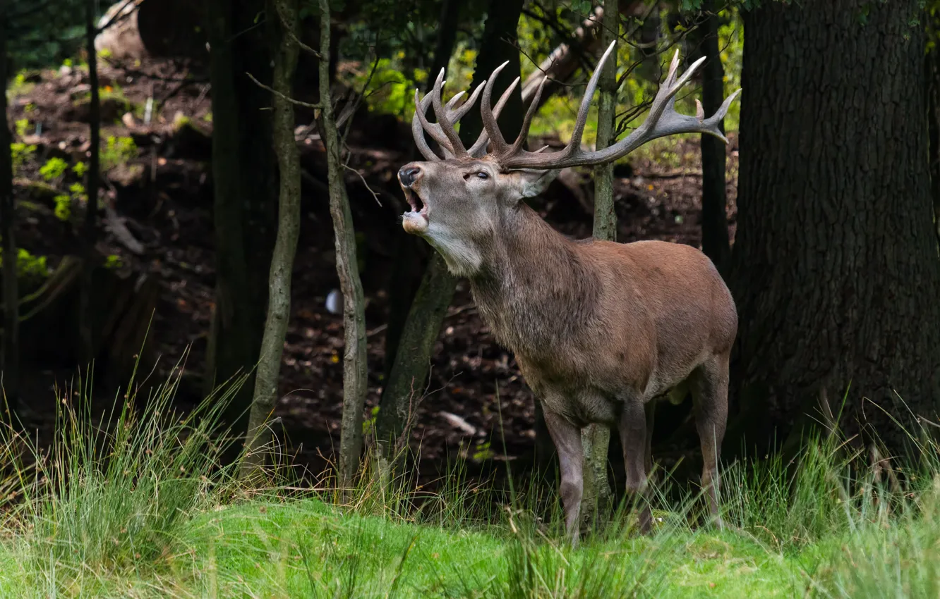 Photo wallpaper autumn, forest, trees, nature, deer