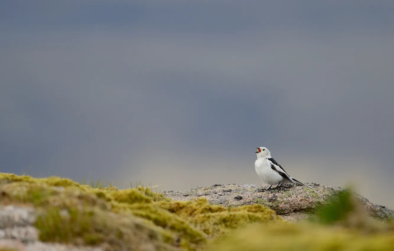 Photo wallpaper bird, rock, singing, wildlife