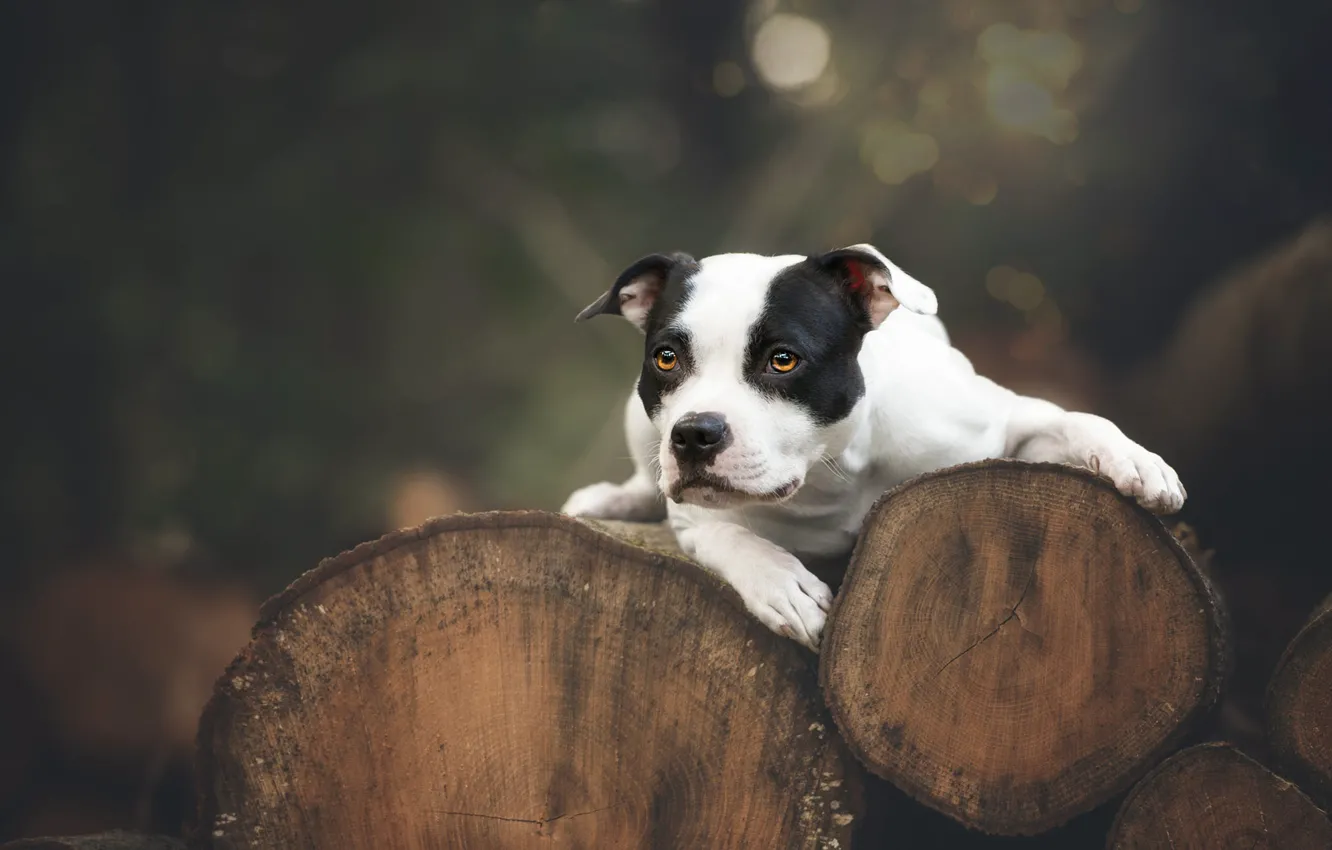 Photo wallpaper look, trees, nature, the dark background, dog, lies, trunk, log