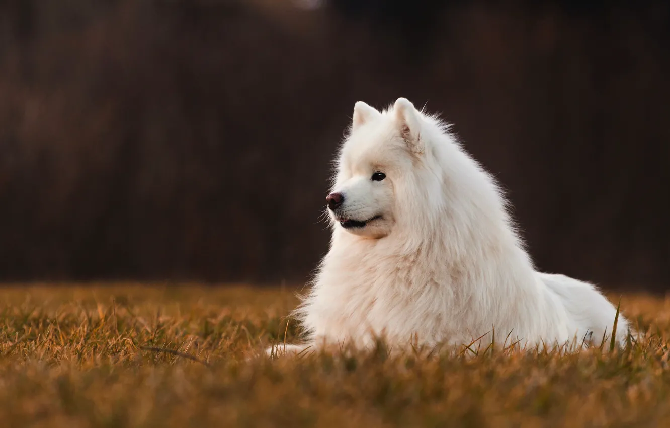Photo wallpaper field, the dark background, dog, Samoyed