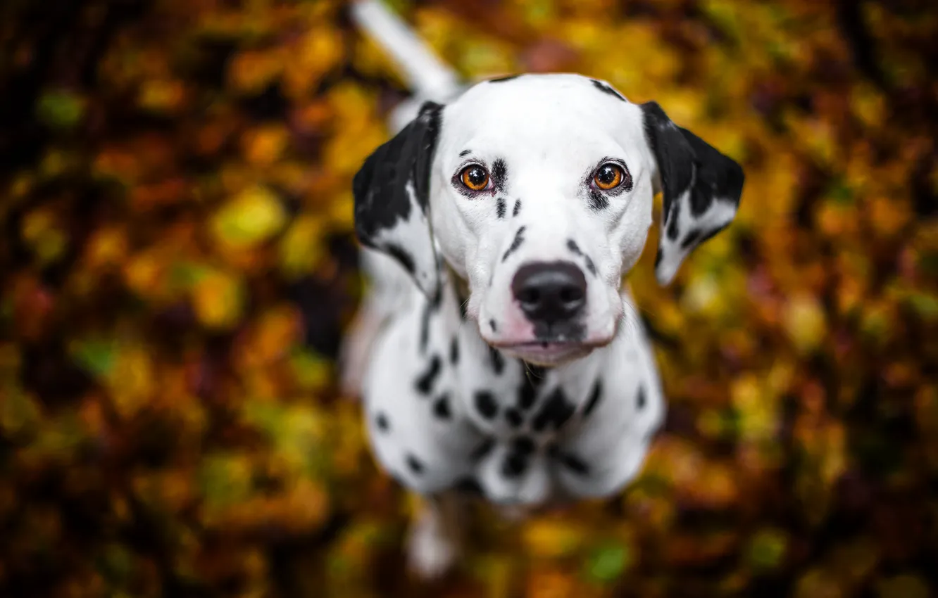 Photo wallpaper look, each, dog, dalmatian