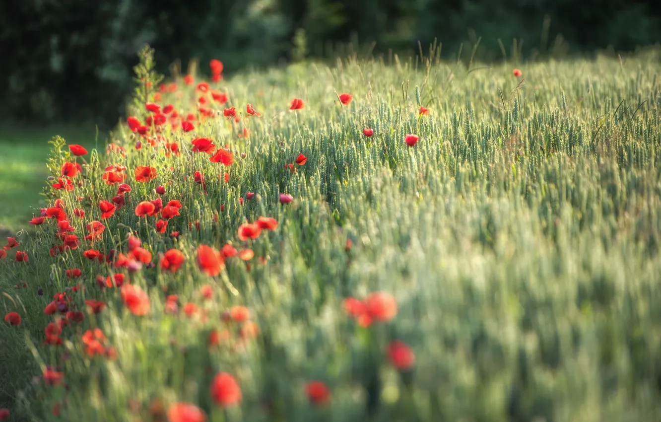 Photo wallpaper wheat, field, summer, flowers, red, Maki, blur, ears