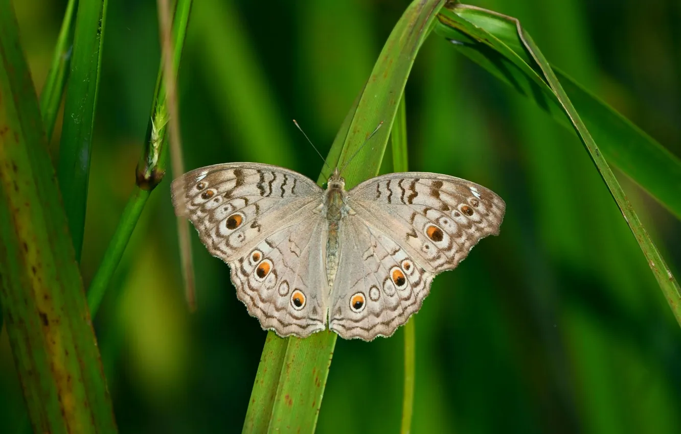Photo wallpaper grass, microsemi, wings, Butterfly, insect, beautiful, closeup