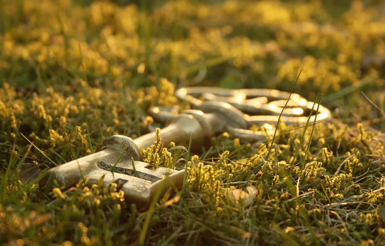 Photo wallpaper greens, macro, photo, background, Wallpaper, key, weed