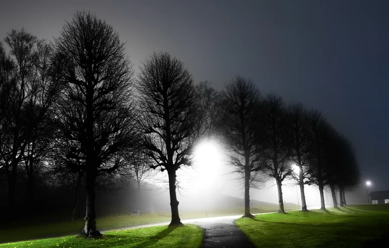Photo wallpaper light, trees, night