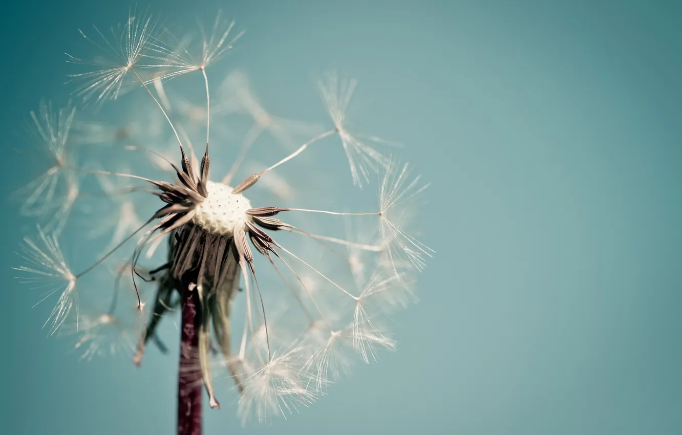 Photo wallpaper macro, background, dandelion