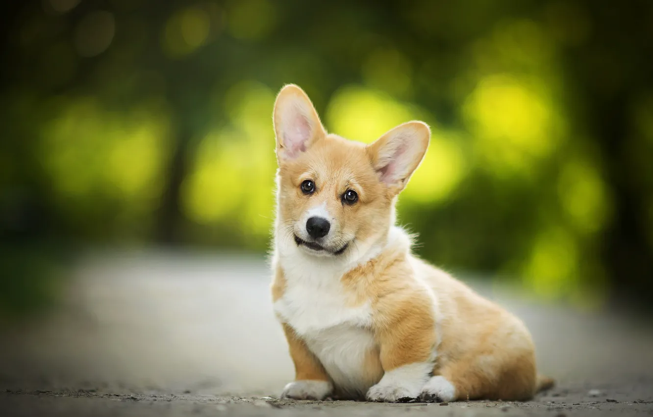 Photo wallpaper dog, bokeh, Welsh Corgi, Capper