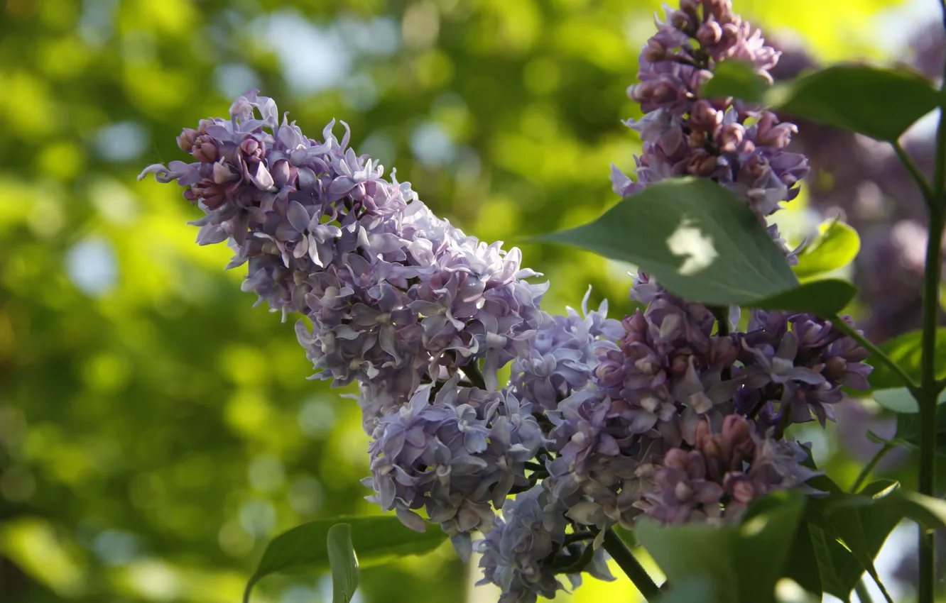 Photo wallpaper greens, nature, background, Wallpaper, plant, spring, village, lilac