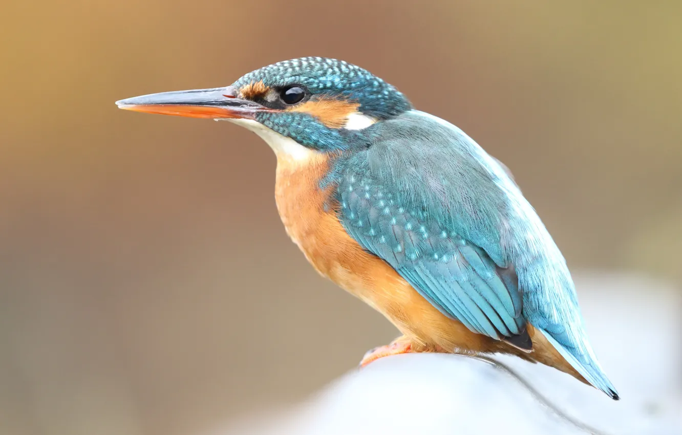 Photo wallpaper look, close-up, background, blue, bird, sweetheart, profile, bird
