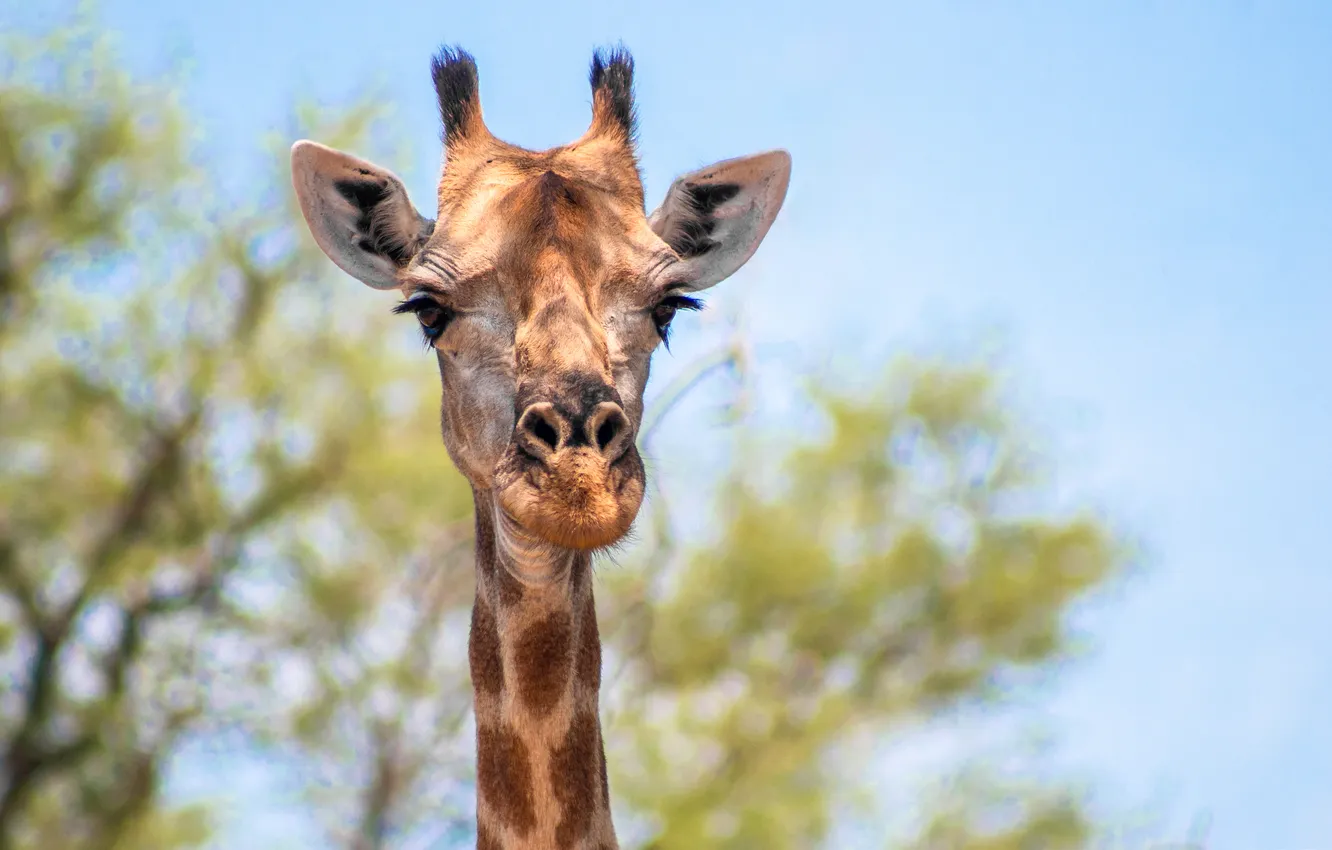 Photo wallpaper look, giraffe, mammal