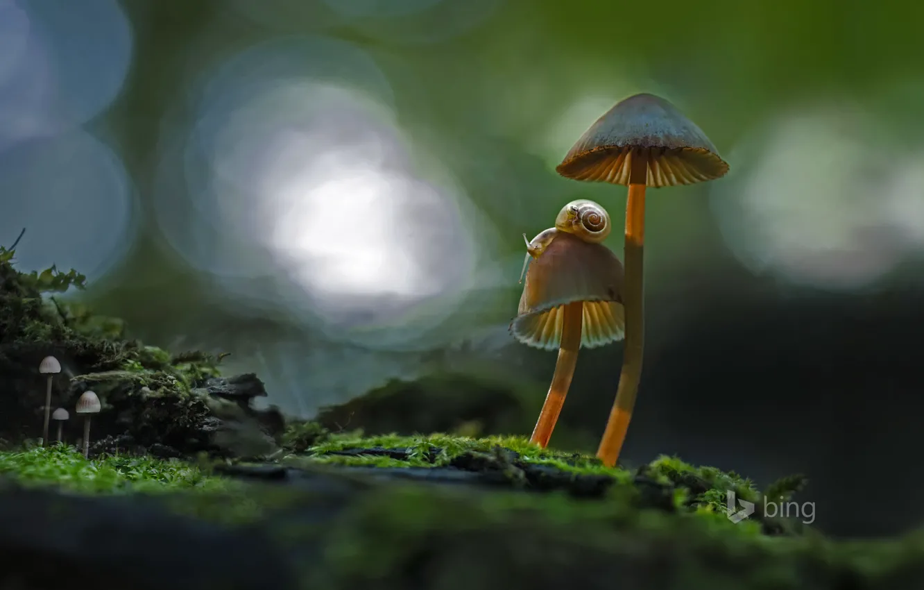 Photo wallpaper macro, mushrooms, snail
