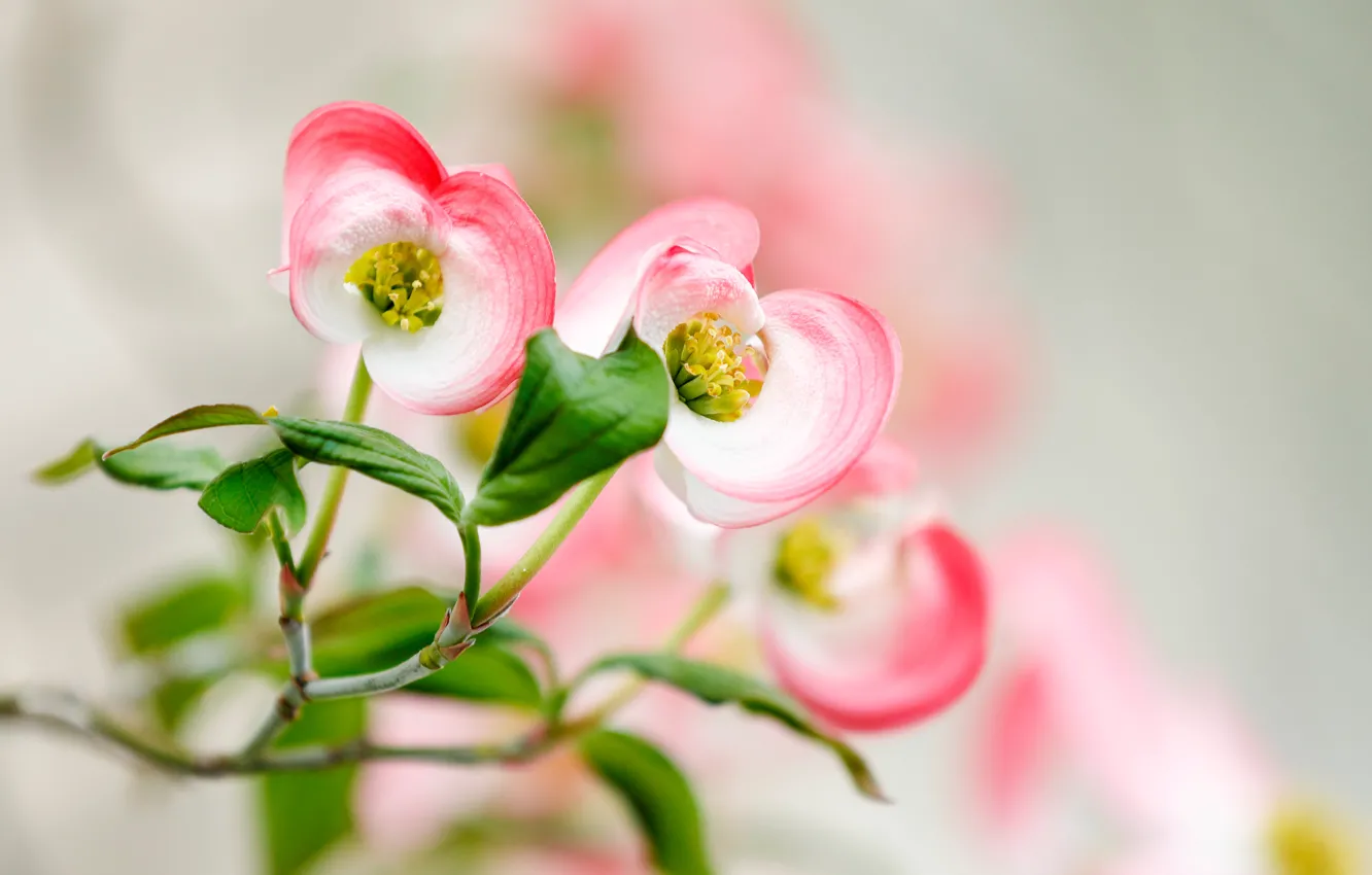 Photo wallpaper leaves, macro, flowers, branches, bokeh, dogwood