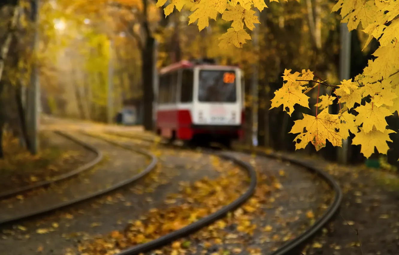 Photo wallpaper autumn, leaves, Moscow, tram, maple