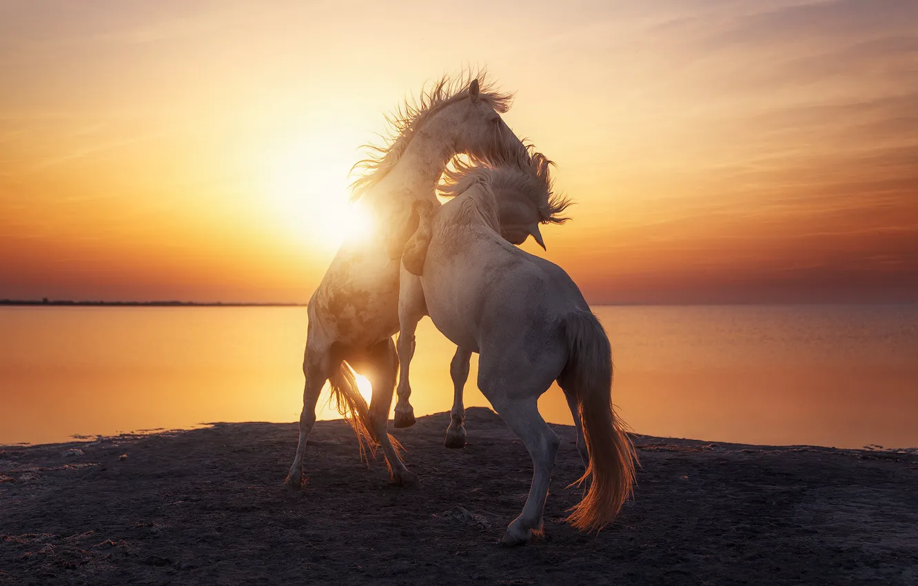 Photo wallpaper sea, dawn, tail, HORSES MANE, photographer Beboy Photographies, GGRIONT