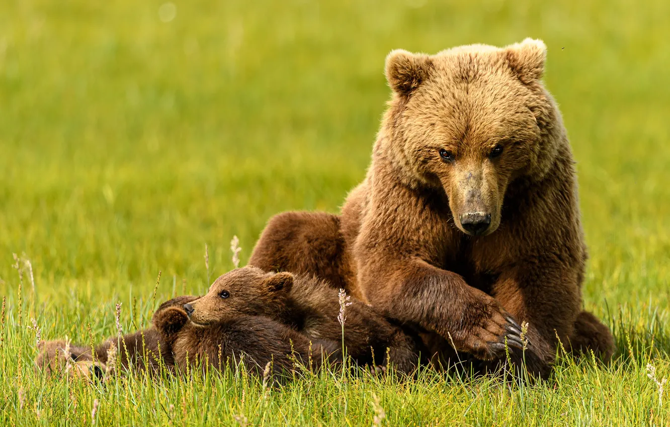 Photo wallpaper stay, bear, bear, bear, mother