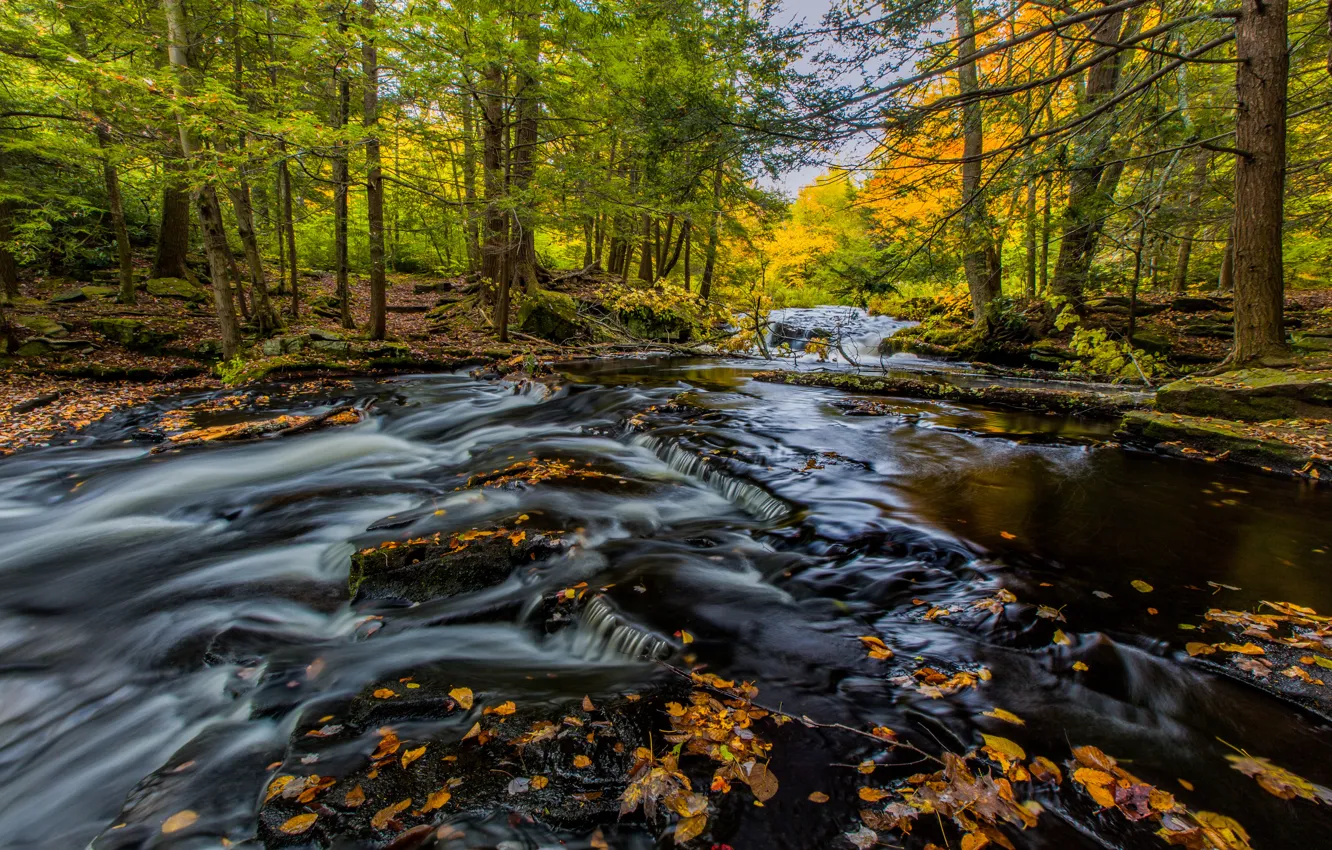 Photo wallpaper autumn, forest, river, for