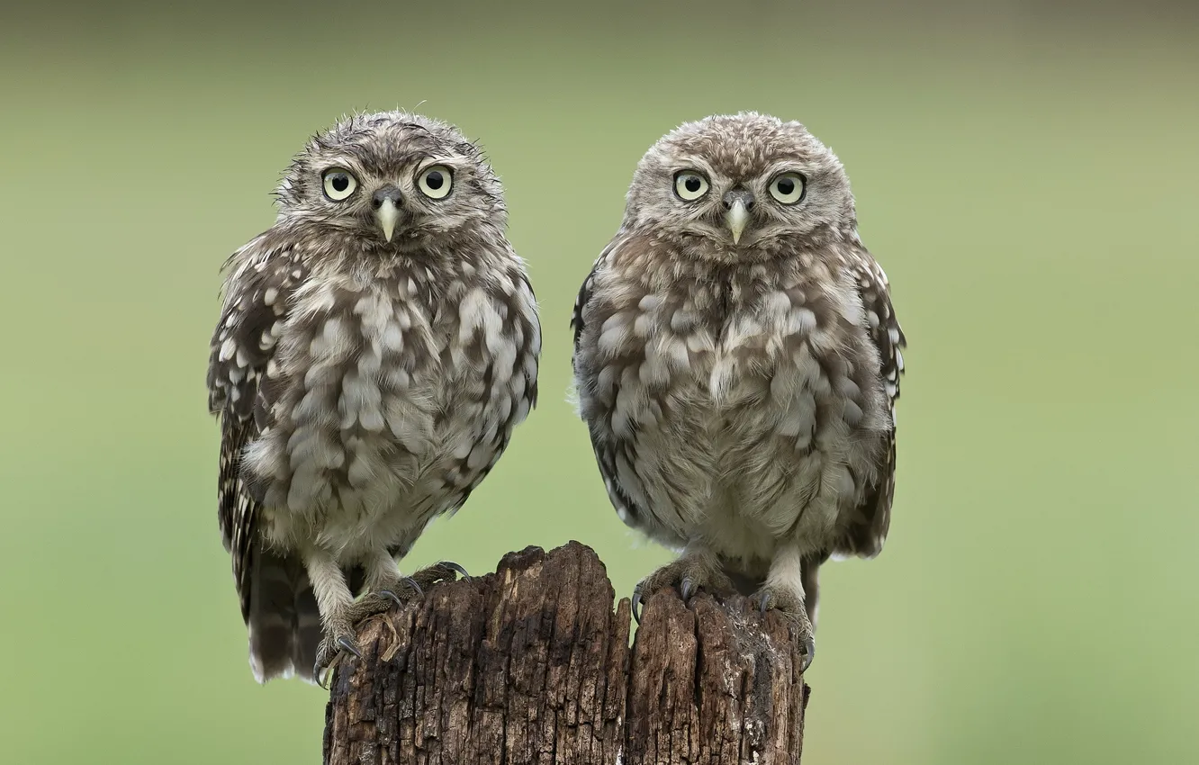 Photo wallpaper owl, bird, two, stump