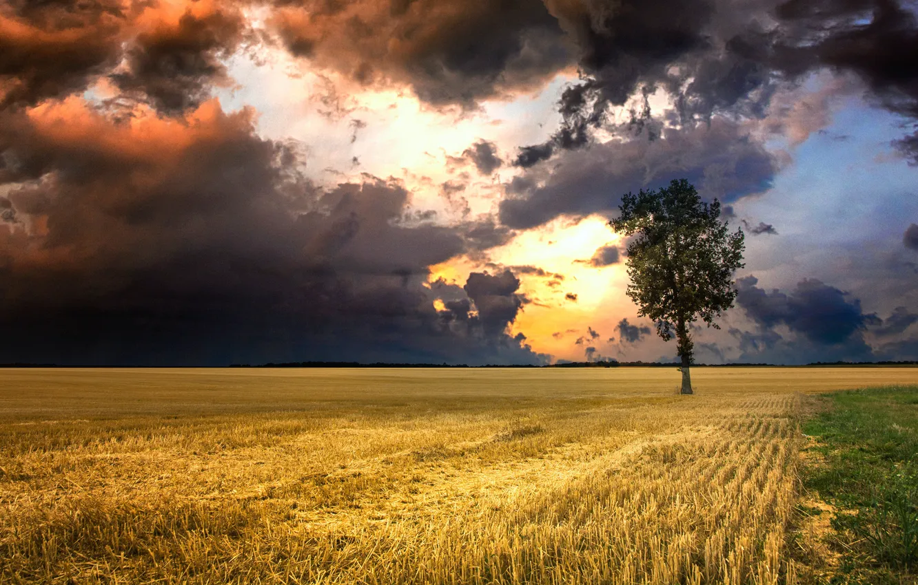 Photo wallpaper field, autumn, the sky, trees, clouds, overcast, horizon, space