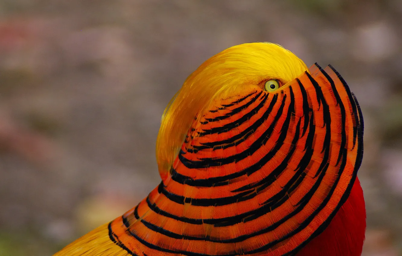 Photo wallpaper bird, paint, feathers, Golden pheasant