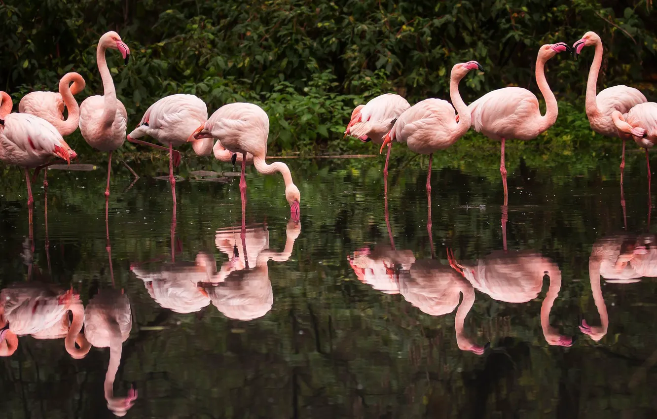Photo wallpaper birds, lake, reflection, the dark background, pack, drink, the bushes, Flamingo