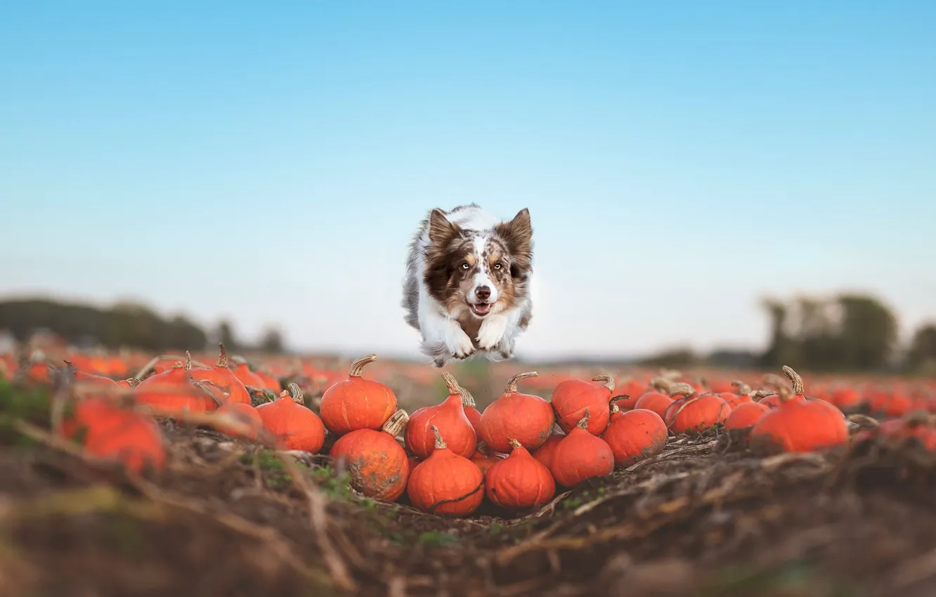 Photo wallpaper field, jump, dog, harvest, running, pumpkin, blue sky, levitation