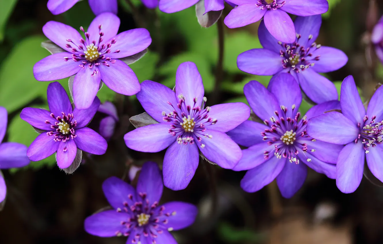 Photo wallpaper Hepatica, Pechenocna, flowers, macro, lilac, bokeh