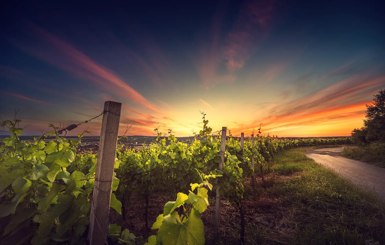 Photo wallpaper landscape, sunset, nature, vineyard