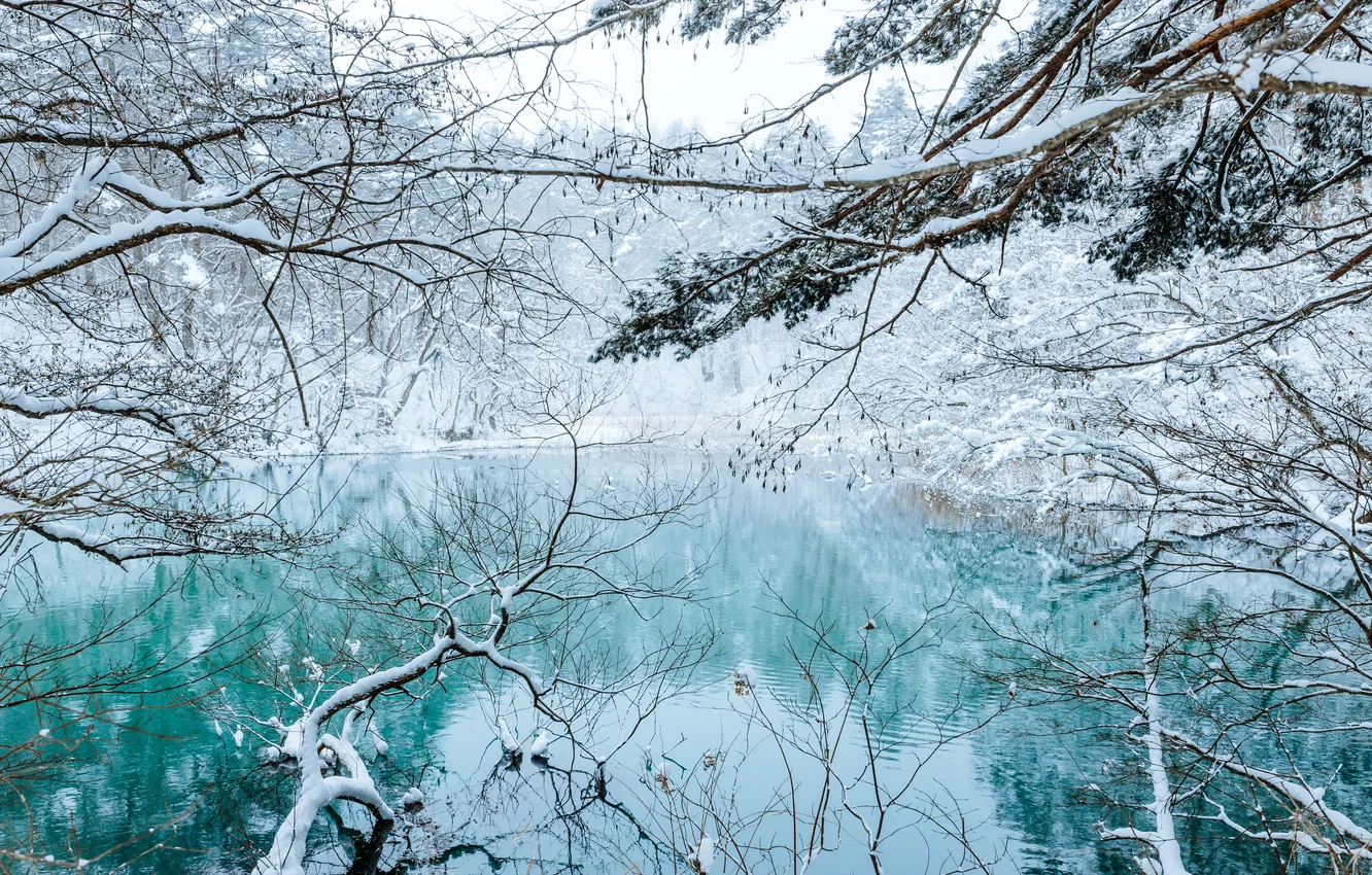 Photo wallpaper winter, frost, forest, water, snow, trees, branches, nature