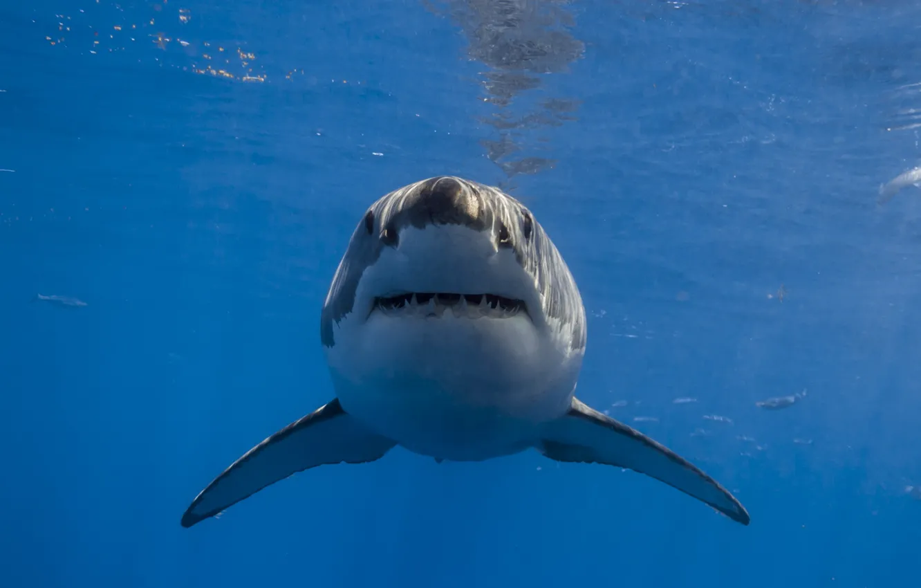 Photo wallpaper water, nature, shark