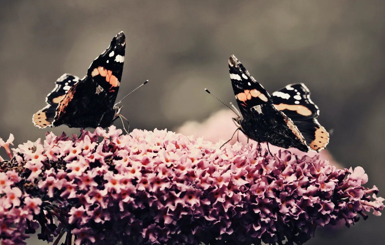 Photo wallpaper flowers, butterfly, plant, beauty