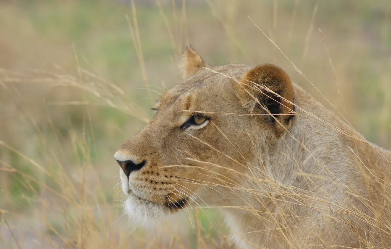Photo wallpaper cat, nature, predator, lioness, Botswana
