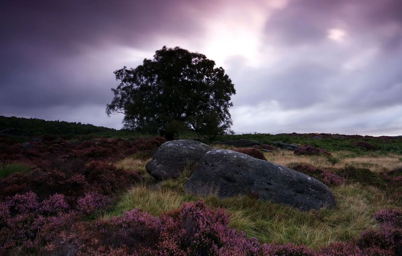 Photo wallpaper field, trees, landscape, night, stones
