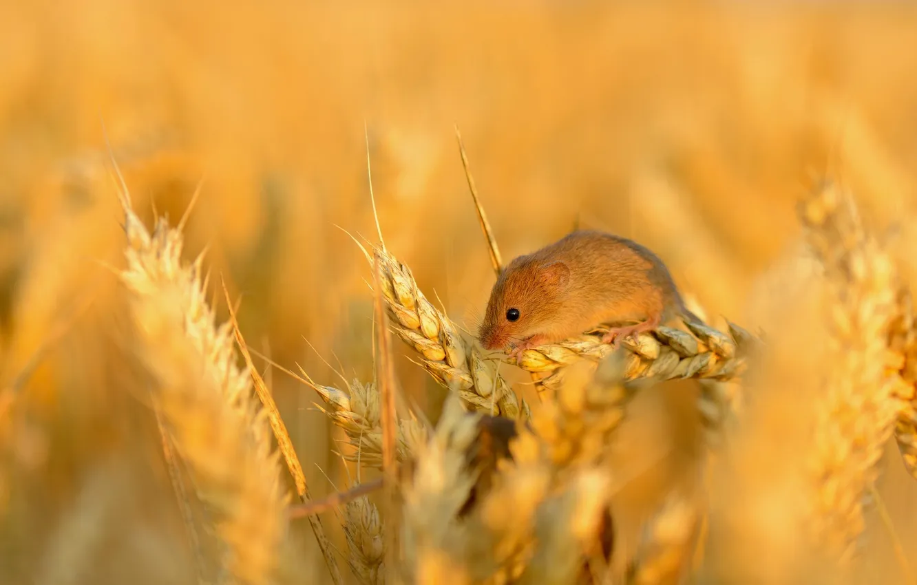 Photo wallpaper wheat, field, grain, small, mouse, spikelets, ears, field