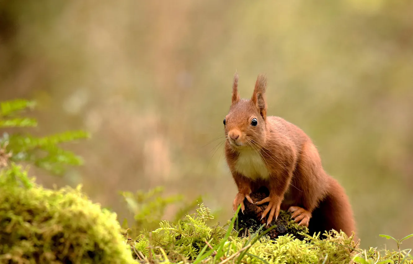 Photo wallpaper look, nature, pose, background, moss, legs, protein, red