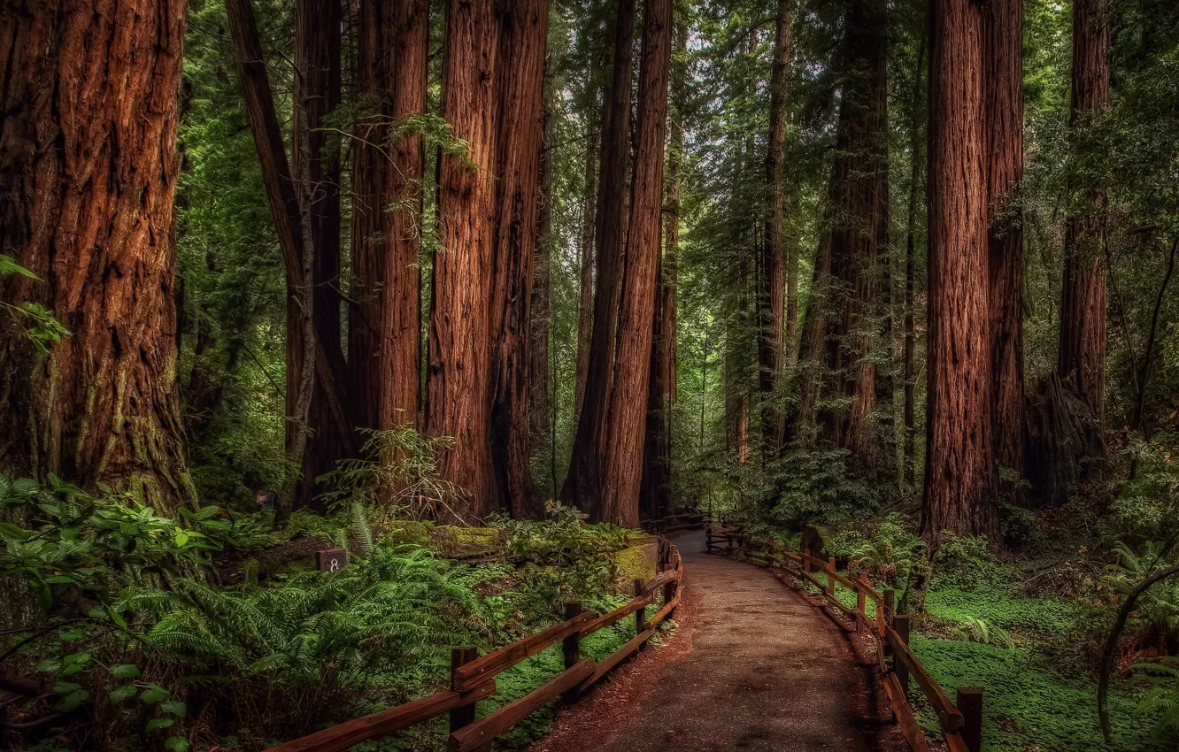 Photo wallpaper road, forest, trees, Canada, Canada, British Columbia, British Columbia, Cathedral grove