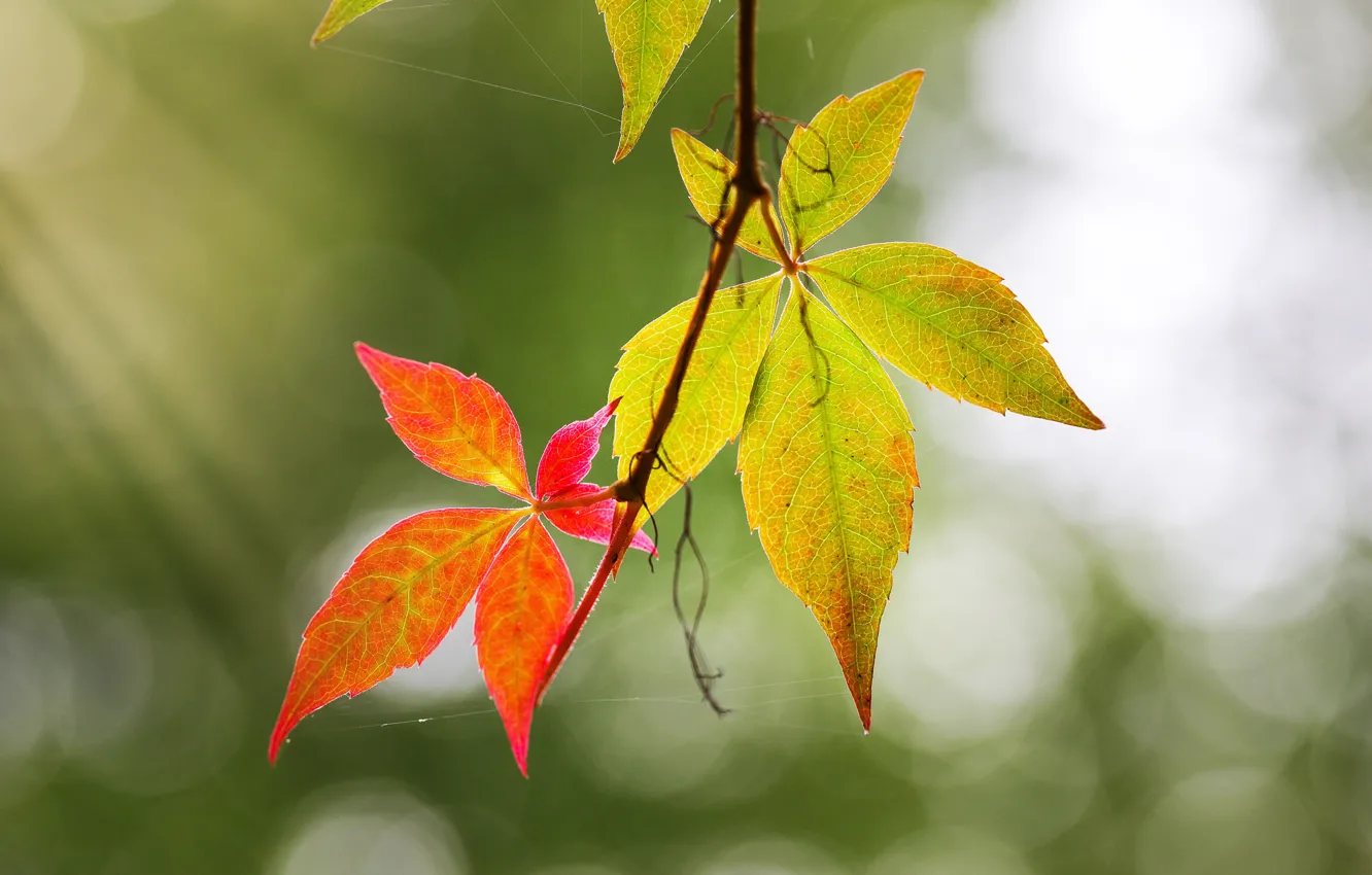Photo wallpaper autumn, leaves, background, web, branch, bokeh, autumn leaves, wild grapes