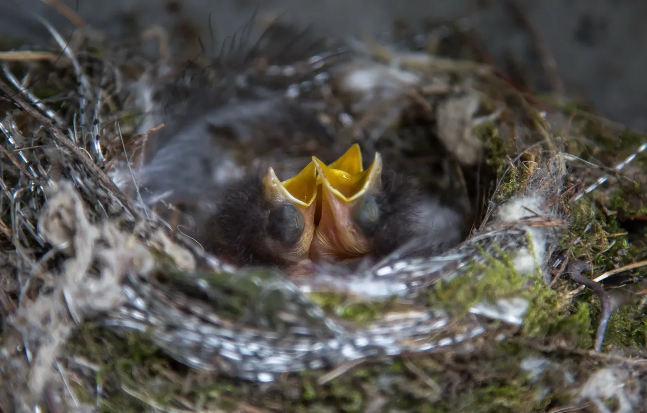 Photo wallpaper nature, bird, socket