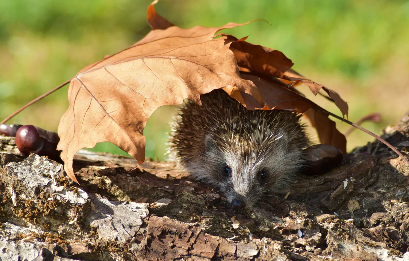 Photo wallpaper autumn, light, leaf, muzzle, log, hedgehog, Peeps, hedgehog